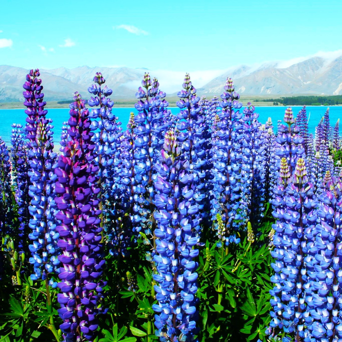 The Governor Blue Russell Lupine Seeds – For 2025 Planting Deep-Blue Lupinus
