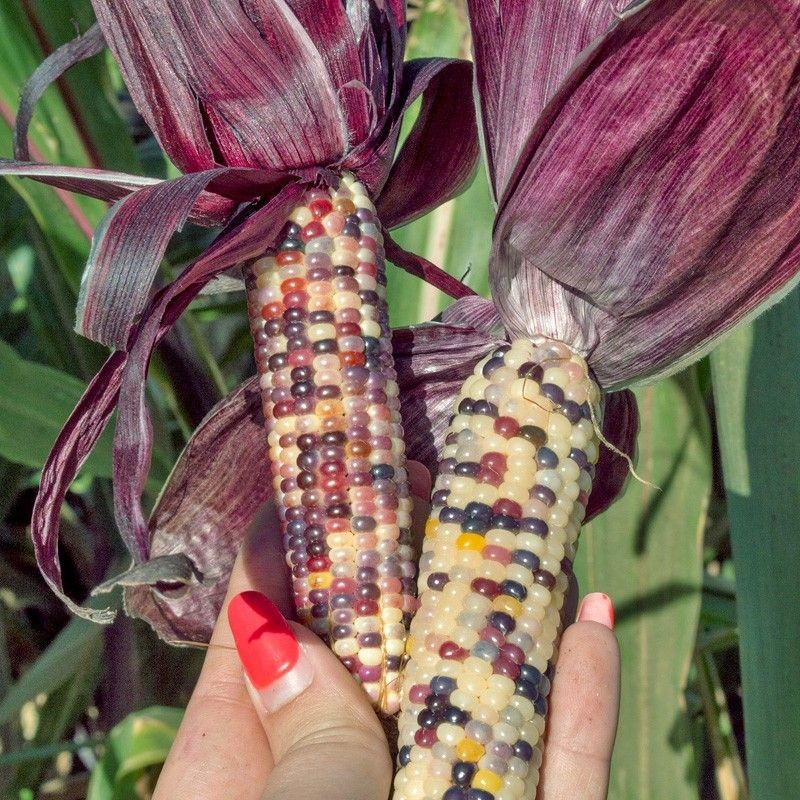 Red Husk Rainbow Ornamental Corn Seeds | Glass Gem Color Flint Popcorn Seed 2024