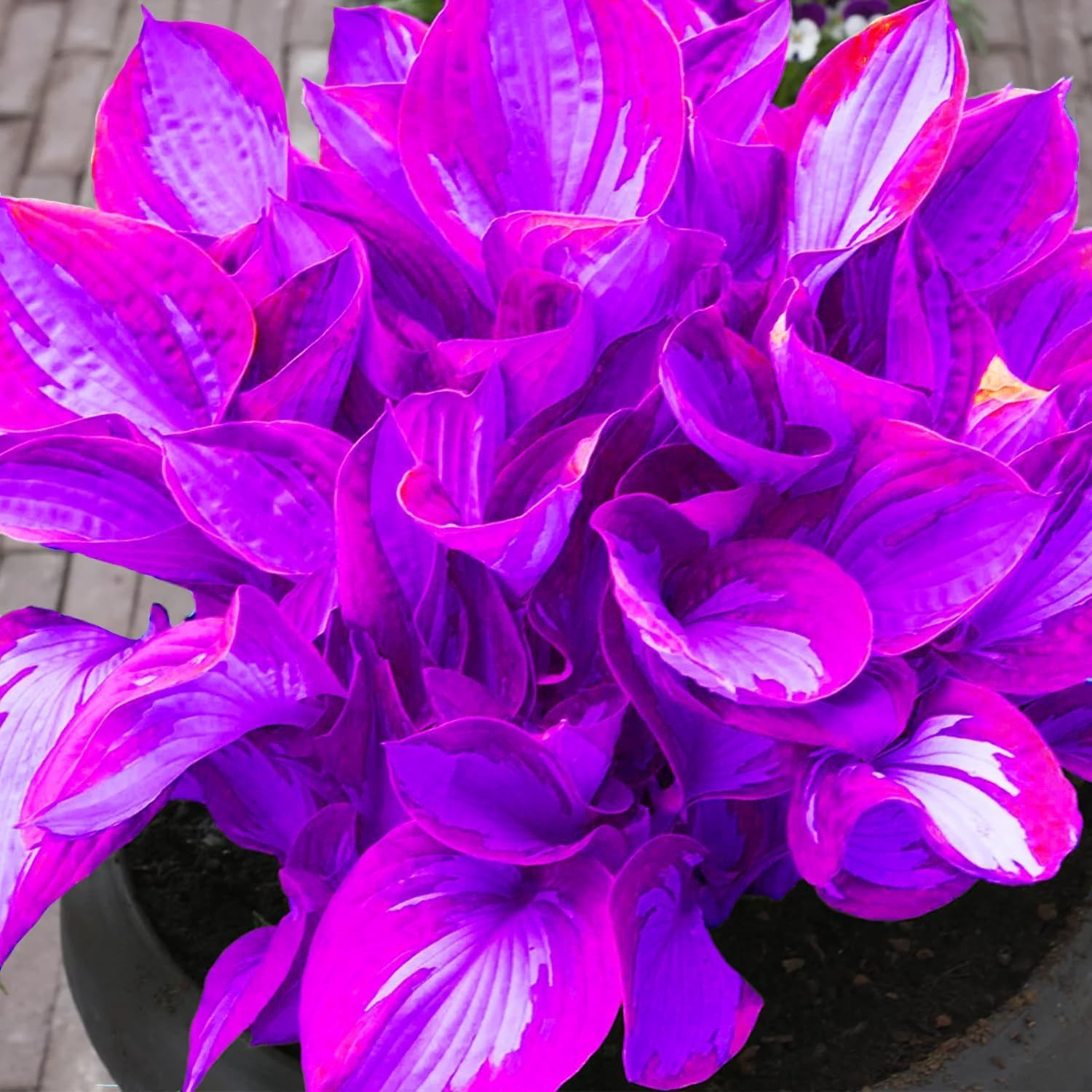 Hosta Seeds for Shady Gardens 80PCS – Lush Green Leaves, Easy Care Perennial