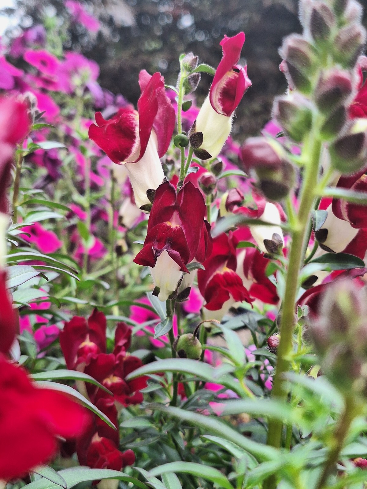 SNAPDRAGON NIGHT AND DAY 200 SEEDS DEEP-RED WITH A WHITE THROAT.