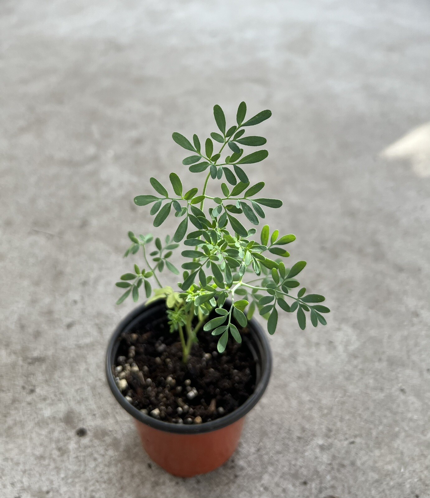 Ruta Plant Common Rue With Pot Ruda Ruta Graveolens Live Plant