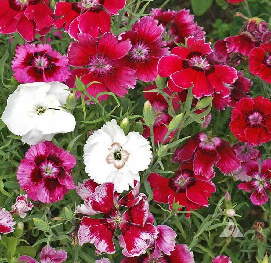 Sweet William Dianthus BABY DOLL Mix Pinks DWARF 8-12″ USA Fragrant 200 Seeds!