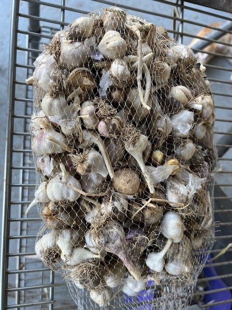 GARLIC Bulbs (First Year). Hardneck & Softneck Varieties Mixed, 4 lbs /order
