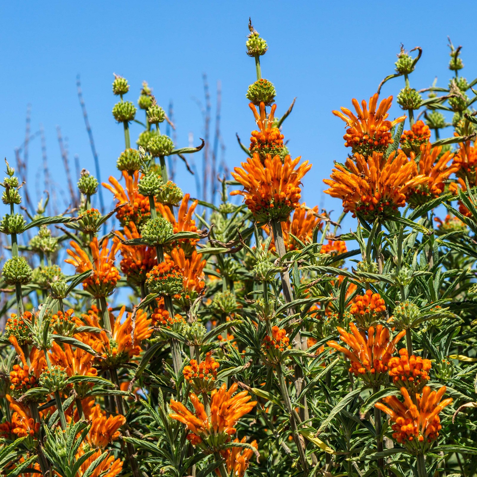 Cordao Seeds, Klip Dagga (Leonotis nepetifolia) ~Pollinator Attractor Garden