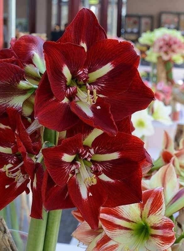 Jumbo Amaryllis BARBADOS 36/38 centimeters – US Seller