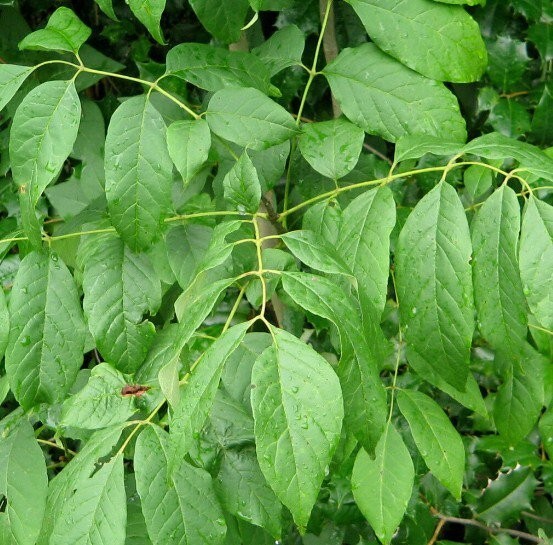 Green Ash Tree Plant Seeds (Fraxinus Pennsylvanica) 20-500
