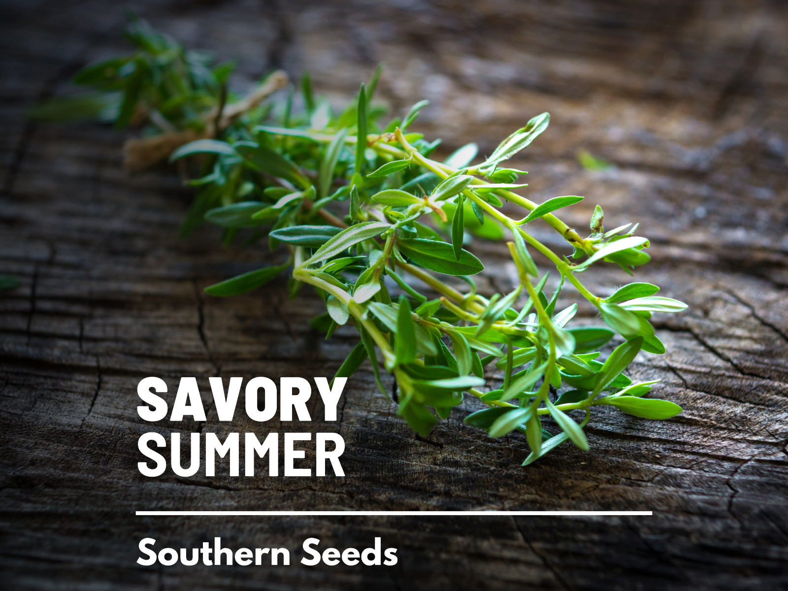 Savory, Summer – 100 Seeds – Culinary & Medicinal Herb (Satureja Hortensis)