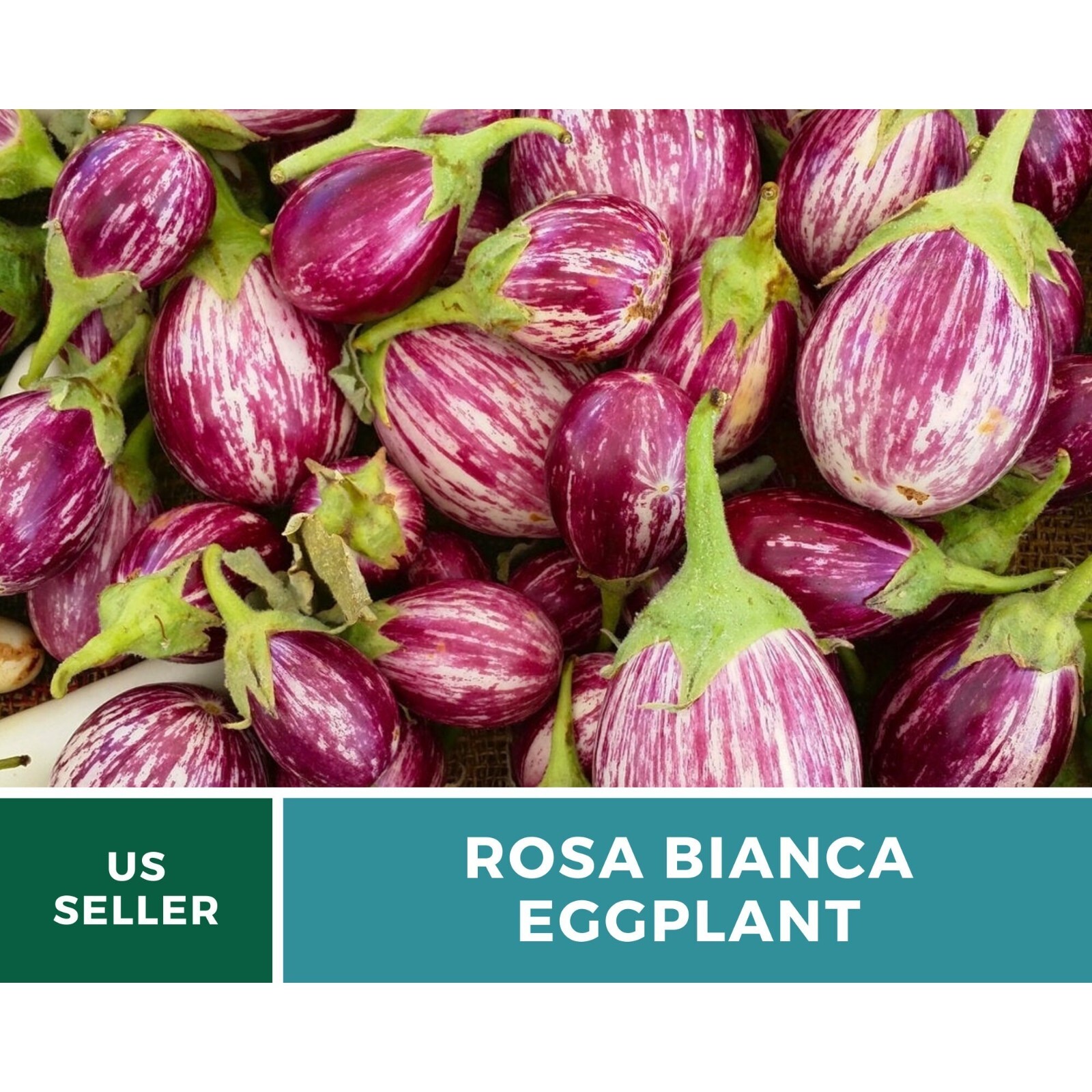 Eggplant, Rosa Bianca – 50 Seeds – Heirloom Seeds – Open Pollinated – Non-GMO (S
