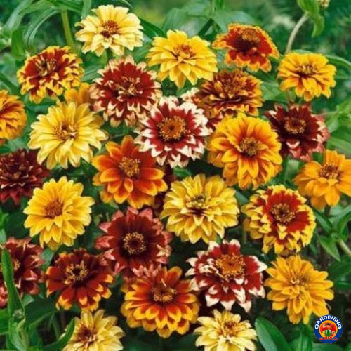 1oz Zinnia Flower Seeds Persian Carpet Mexican Haageana Mix *Approx 16,000 Seeds