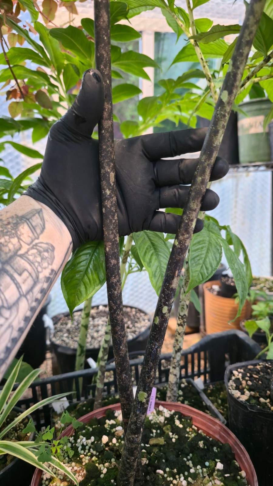 Amorphophallus 1st Time Hybrid Seeds Borneensis DGS Variabilis Rare Plant Aroid