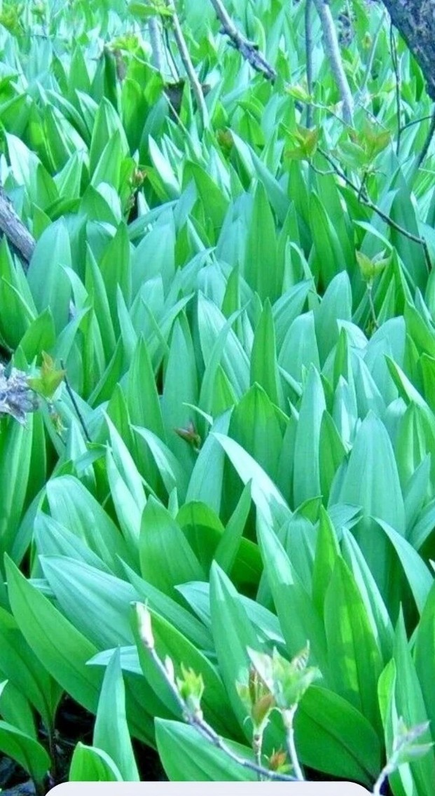 200++ Ramp Seeds aka Wild Leek and Allium Tricoccum. 2025 Wild Harvested.