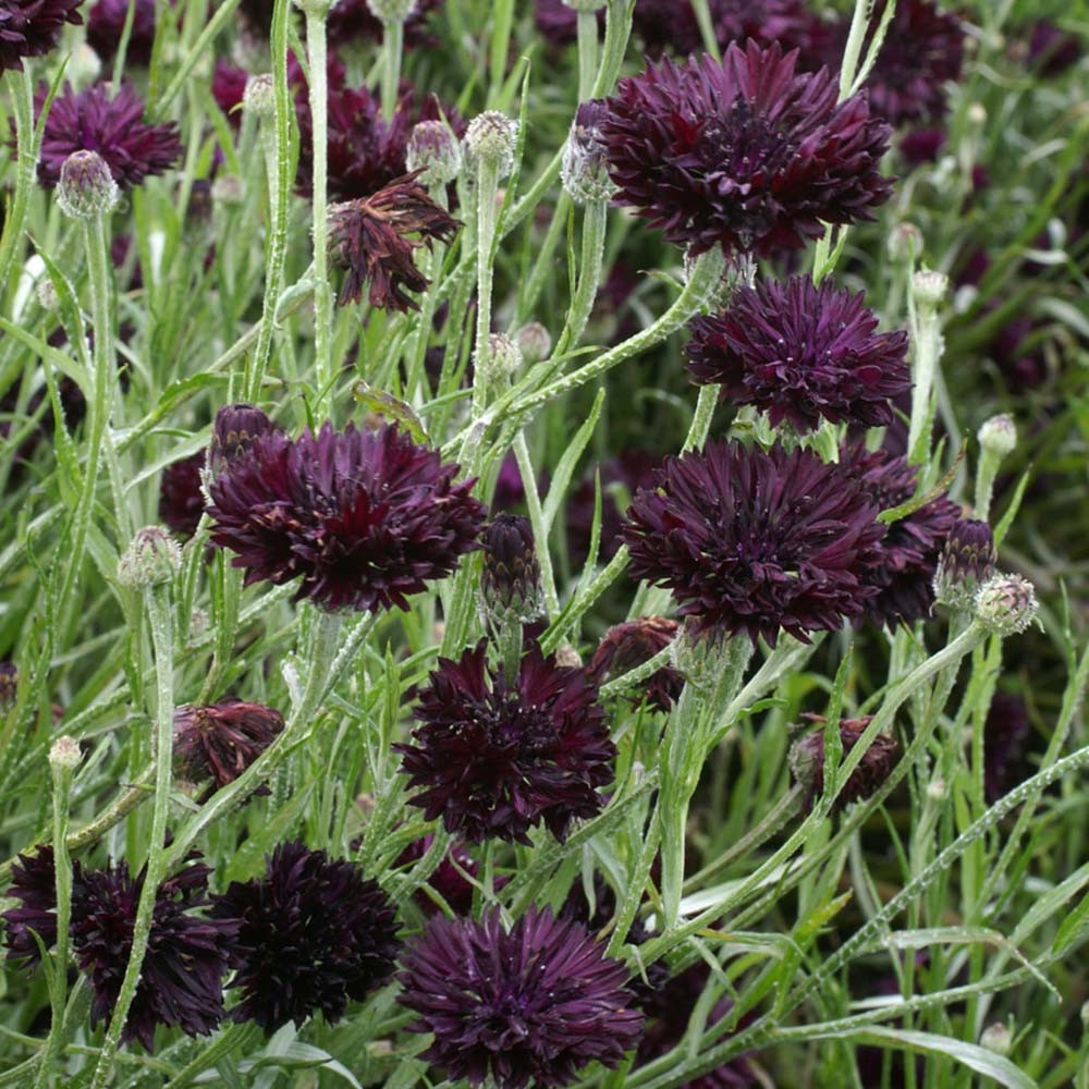 Black Ball Purple Bachelor Button Cornflower 150 Seeds. Free Shipping!