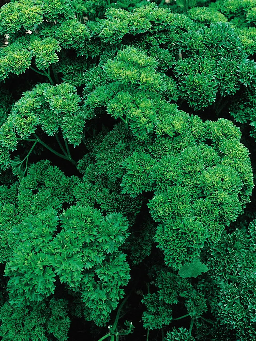 Forest Green Finest Supercurled Parsley Seeds – 1/8 tsp. ( 200+ Seeds)