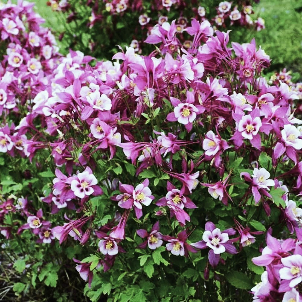 50 to 1000 Columbine Flower Seeds – Tyrian Purple Plum Color