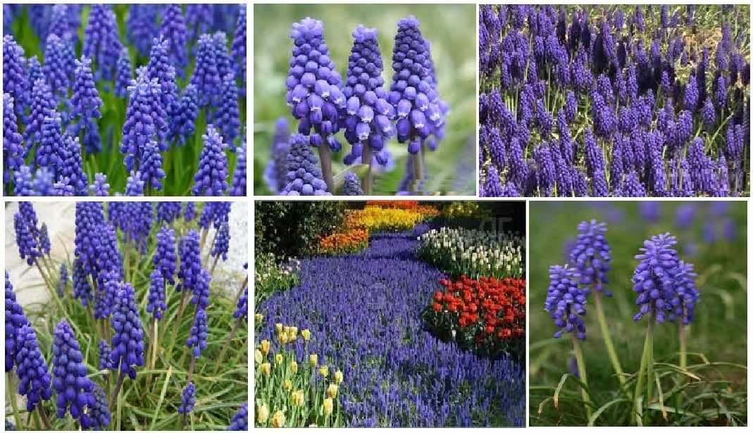 PURPLE BLUE Perennial Grape Hyacinth (Muscari Botryoides) 25 + Seeds USA Seller