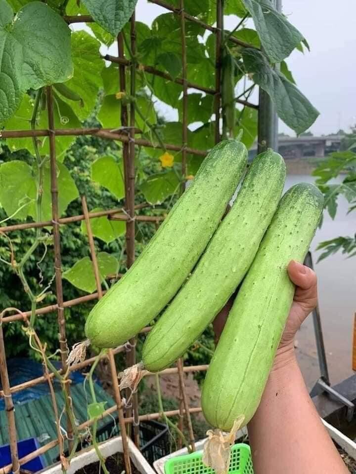 10+ seeds Korean Asian White /Green Sweet Crispy Cucumber Dua Leo Nep Han Quoc