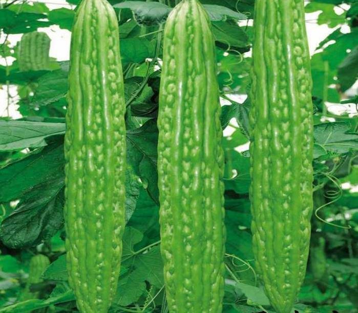 10 Organic Japanese Long Bitter Seeds