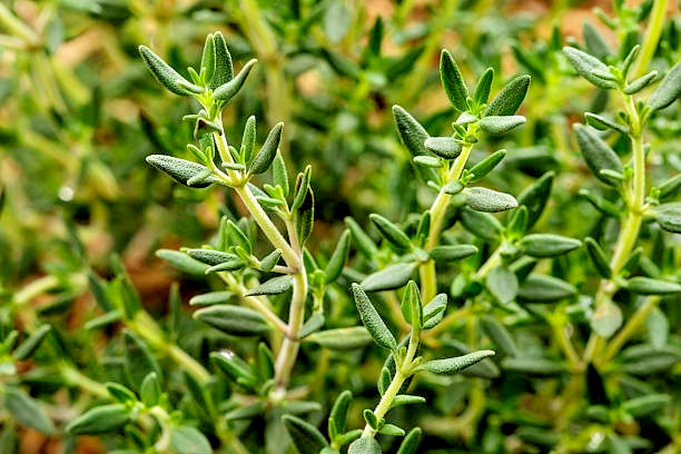 500 COMMON THYME SEEDS | SALE FREE SHIPPING NON GMO HEIRLOOM
