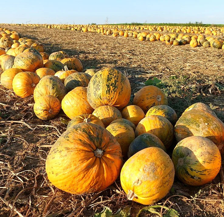 Kakai Hulless Pumpkin Seeds | Naked Seed DeShelled Styrian Pumpkins Seed 2025