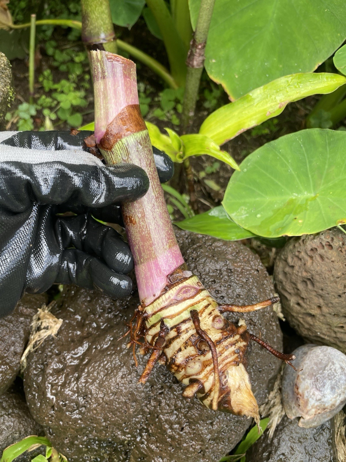 3 BLUE GINGER RHIZOME HAWAII GROWN Dichorisandra Thyrsiflora Root Triple Large