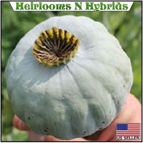 5,000 Organic Giganteum Papaever Somniferum Poppy Seeds Grow Huge Flowers & Pods