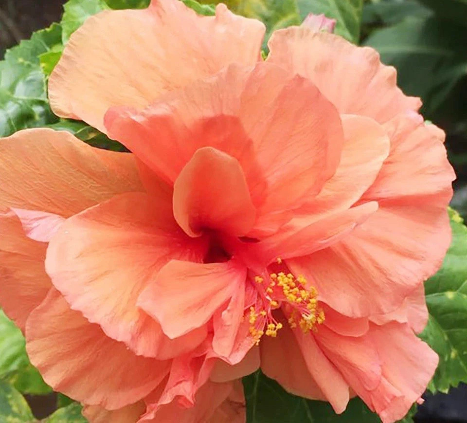Joanne Hibiscus-SMALL ROOTED STARTER Plant-Hibiscus Rosa-sinensis