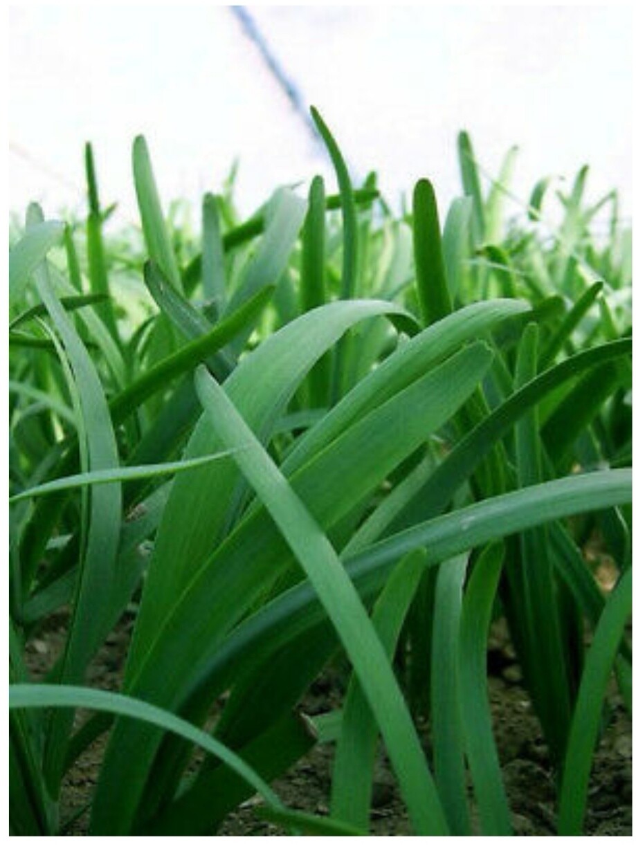 20+ GARLIC CHIVE  ROOTS (Chinese leeks roots),NOT seeds, organic, non-GMO