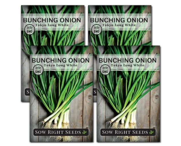 – Tokyo Long White Bunching Onion Seeds for Planting – Perfect for Planting 4