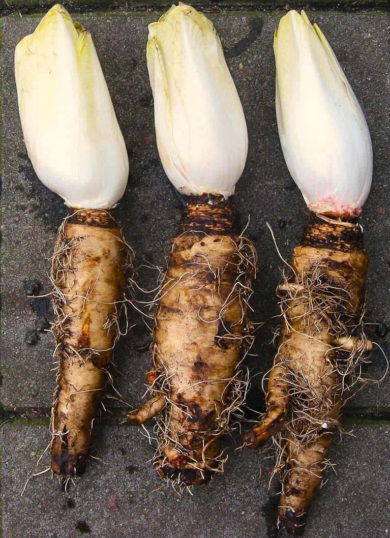 Belgian Endive Seeds, Witloof Chicory | Witlof Chicon Perennial Garden Seed 2024