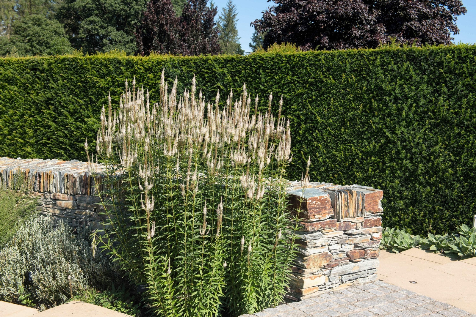 1000 CULVERS ROOT (Black Root) Veronicastrum Virginicum Flower Seeds