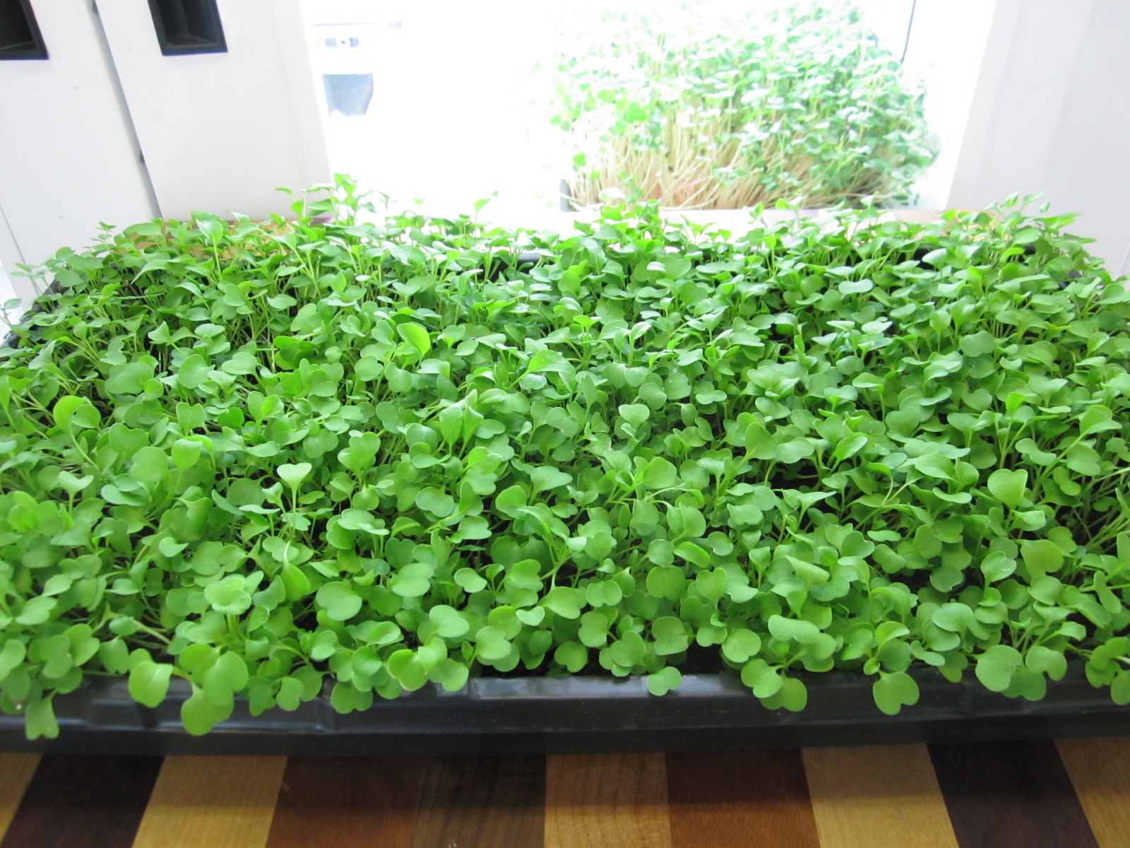 601+ARUGULA ROQUETTE Seeds Organic Spring Fall Garden Patio Containers Fast Easy