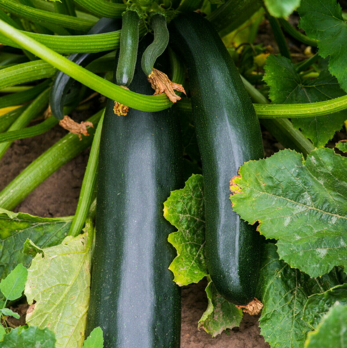 Black Beauty Zucchini Seeds | Bush Dark Green Courgette Summer Squash Fresh 2024