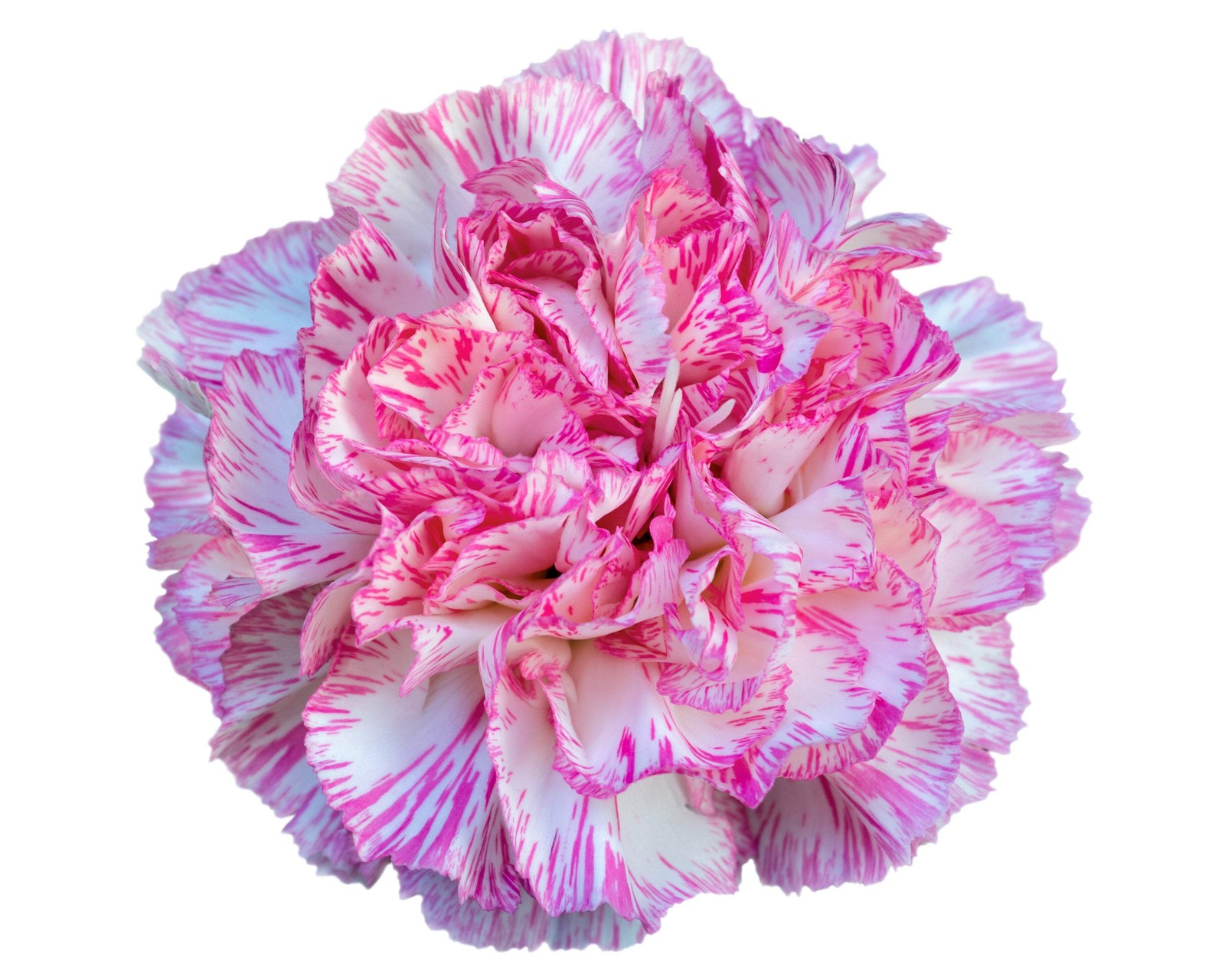 50 PICOTEE MIX CARNATION Dianthus Caryophyllus Bicolor Striped Flower Seeds