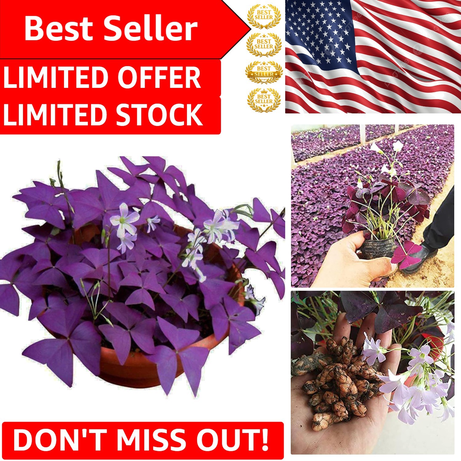 Vibrant Purple Shamrock Bulbs – 10 Oxalis Triangularis for -Round Delight