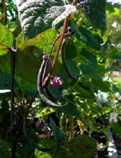 ROYAL BURGUNDY BUSH Bean Seeds, Heirloom Seeds – NON GMO, Every kids favorite.