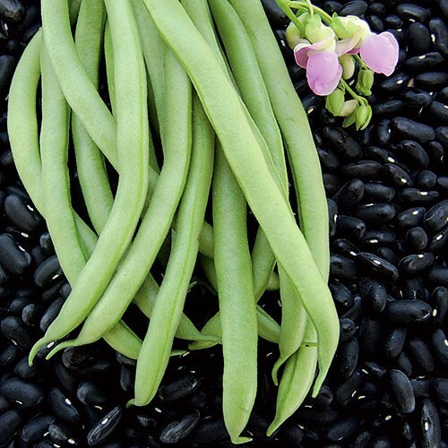 Bean Gold Rush -Yellow / Green Provider-Valentine-French Garden Bush/Organic