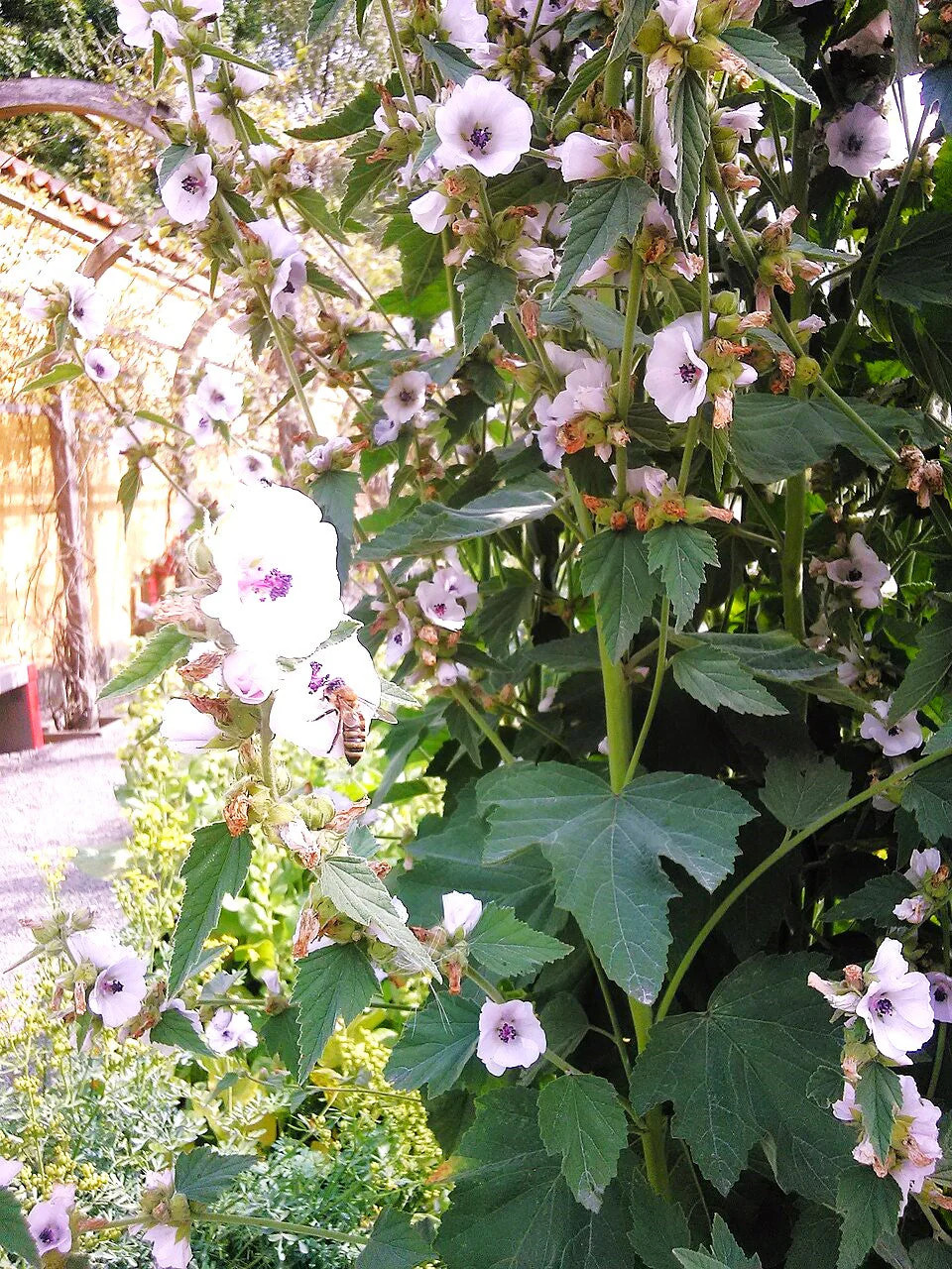 Marshmallow Plant Seeds – For 2025 Planting Medicinal Marsh Mallow Flower Rose
