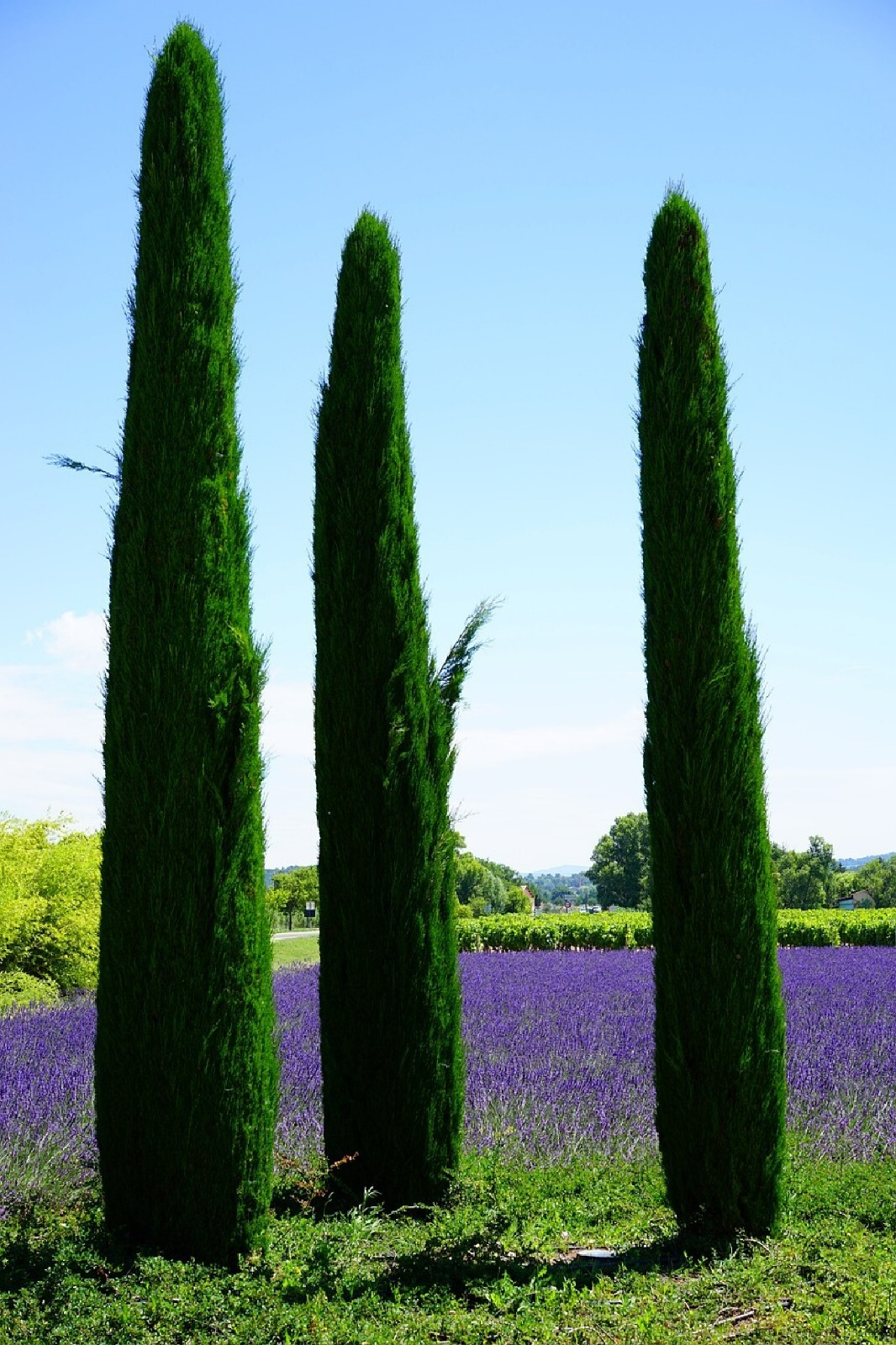 Landscapers Select! Italian Cypress Cupressus sempervirens srtricta 200 seeds