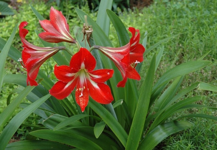 2 bulb Amaryllis Lily Flower St. Joseph’s Lily Hippeastrum x johnsonii