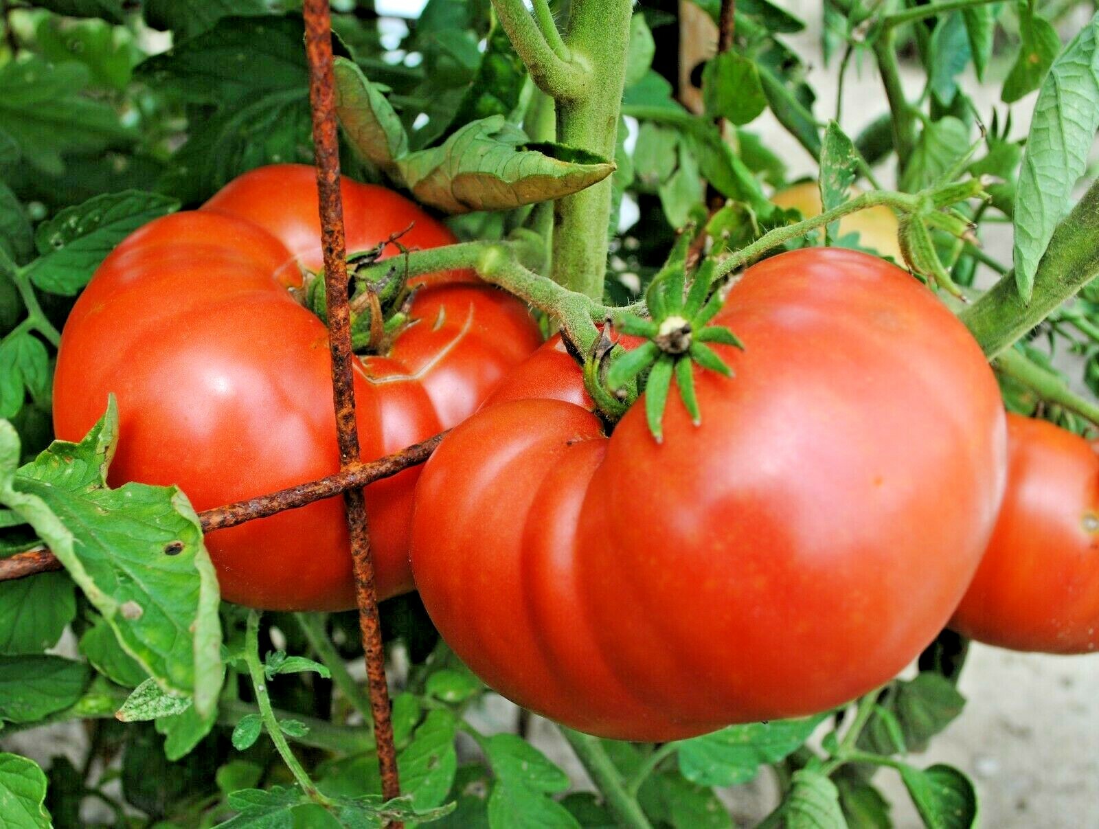 151+BEEFSTEAK TOMATO Seeds Organic Native Vegetable Summer Garden Container Easy