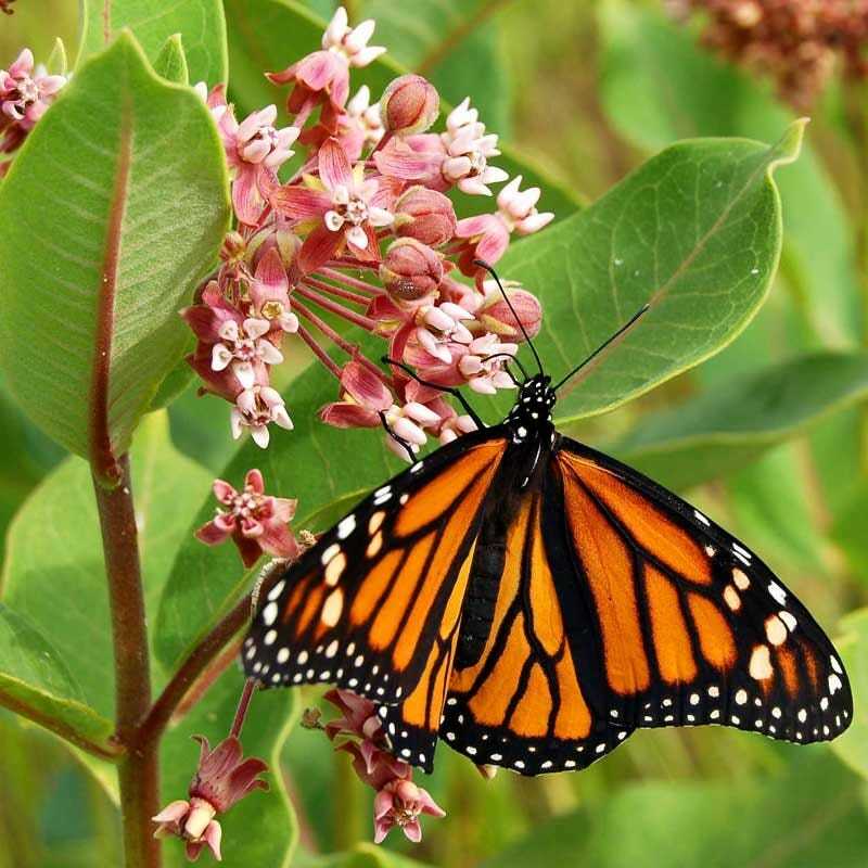 Wildflower Mix MONARCH BUTTERFLY 27 Heirloom Flower Species w/Milkweed 500 Seeds