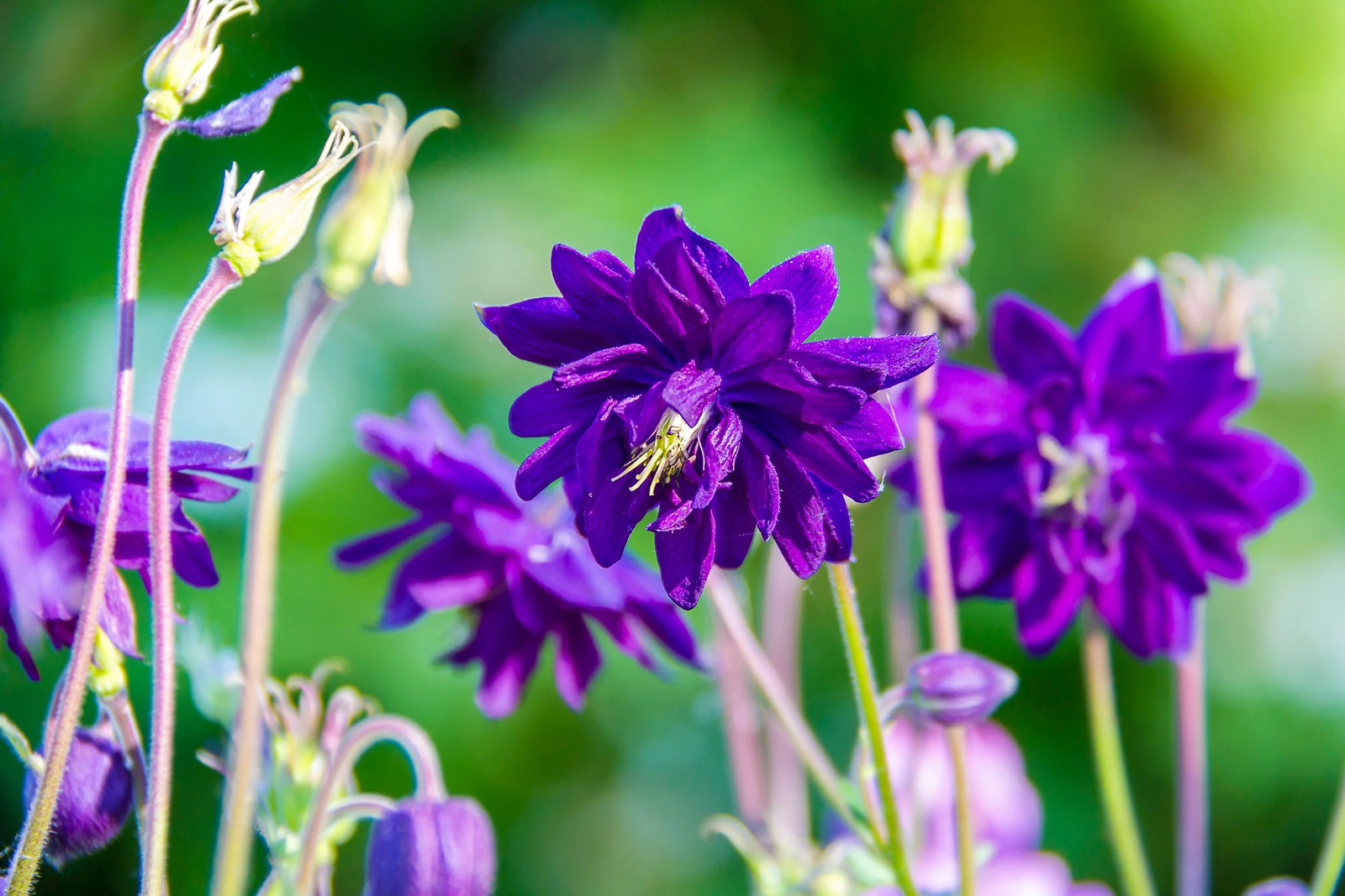 100 Mixed TALL DOUBLE COLUMBINE Aquilegia Vulgaris Red Pink Purple Flower Seeds