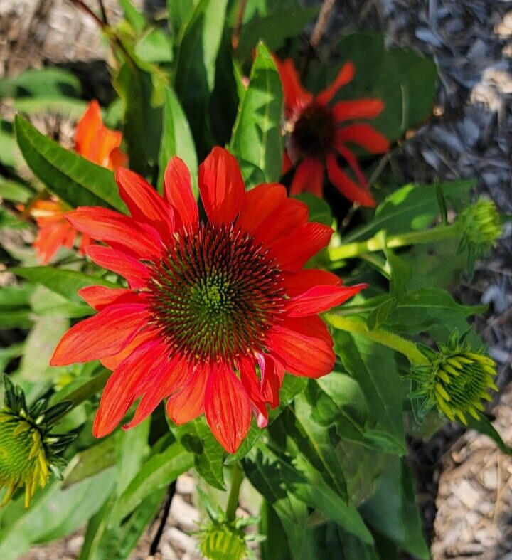 100 SEEDS CHEYENNE SPIRIT CONEFLOWER Echinacea in Orange Red Yellow Purple Pink