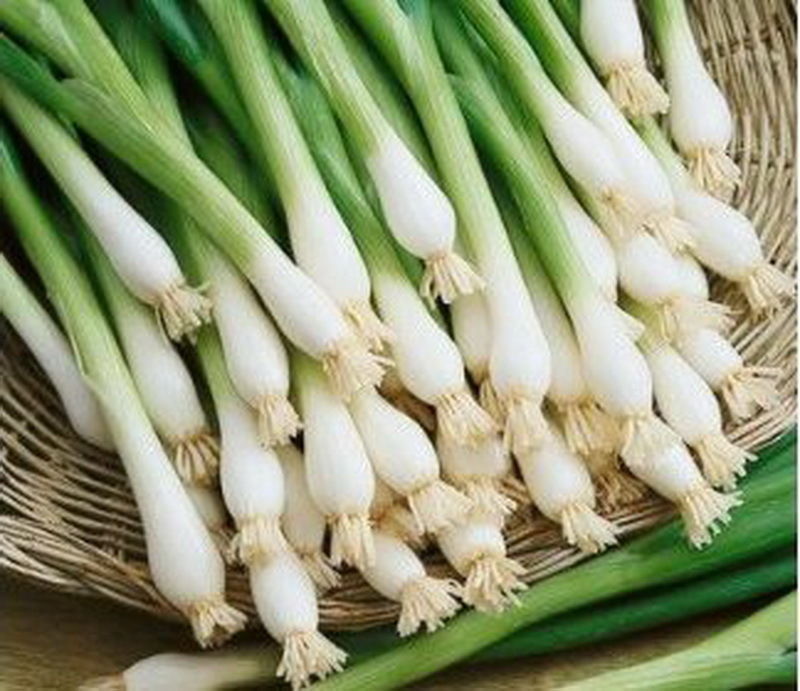 200 Organic Tokyo Long White Bunching Onion Seeds, Scallions, NON-GMO