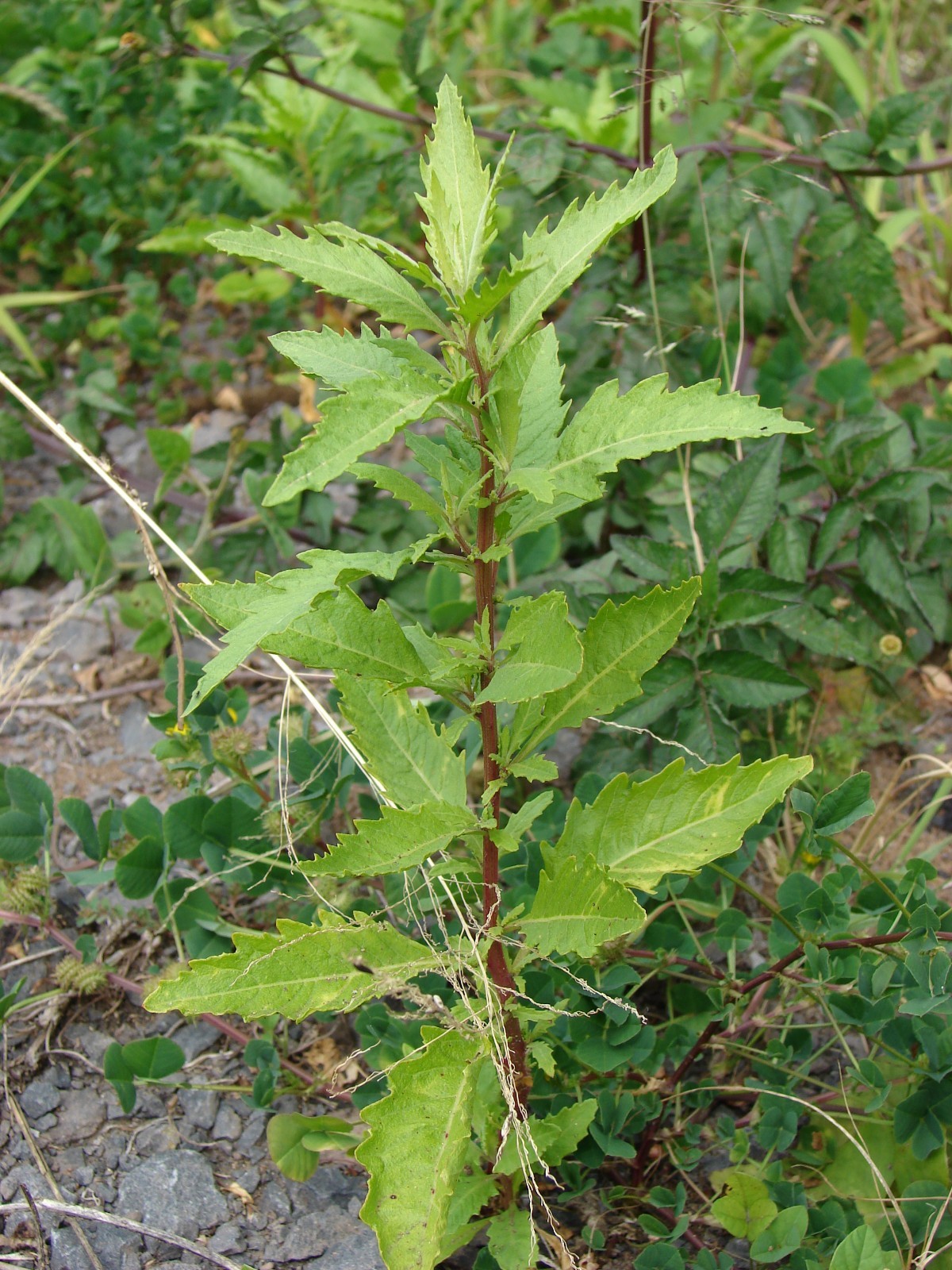 250 Epazote Seeds – Chenopodium Ambrosoides – Dysphania ambrosioides