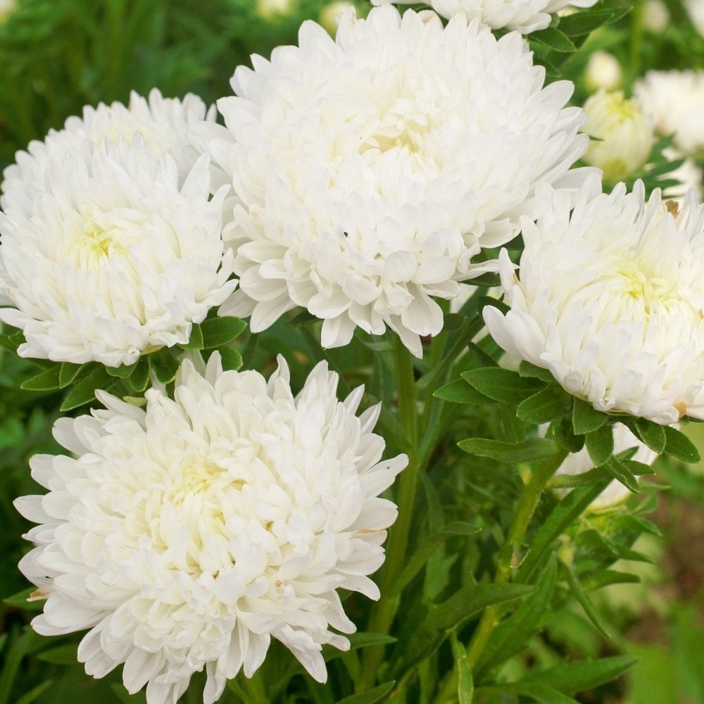 30 DUCHESS WHITE PAEONY ASTER French Peony Callistephus Flower Seeds *Comb S/H