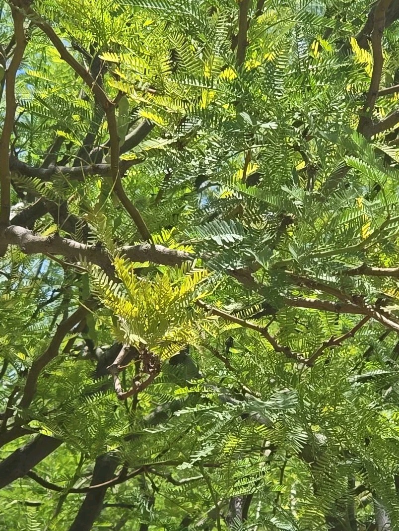 Hybrid Mesquite Tree Pods, Neltuma x: (9) Fresh 2025 Seed Pods