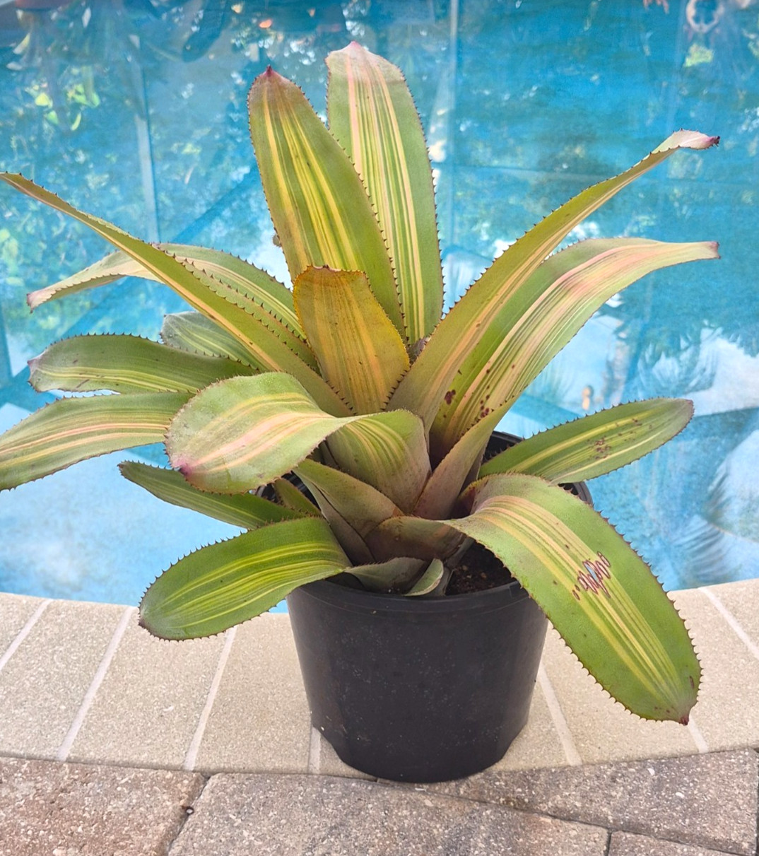 Aechmea Patricia’s Secret -Live Plant – Medium to Full Sun Bromeliad