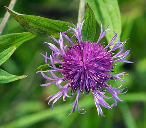 Centaurea nigra | Black or Lesser Knapweed | Hardheads | 10 Seeds