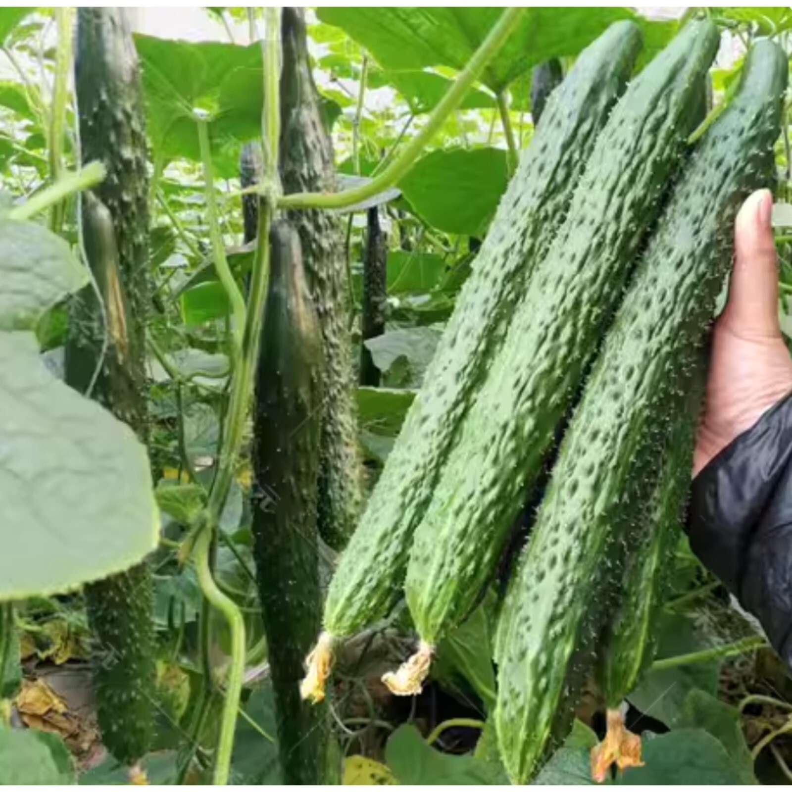 60 Asian Suyo Long Cucumber Seeds – Heirloom, Non-GMO, China Long Hybrid